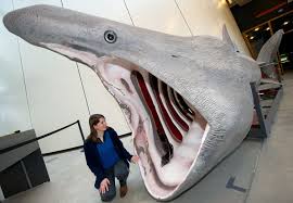 Mediterranean Basking Shark